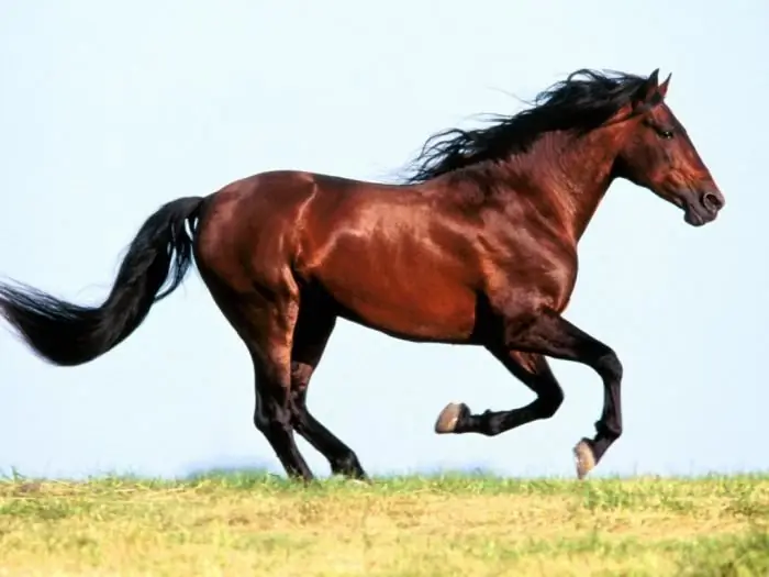 belo nome para um cavalo