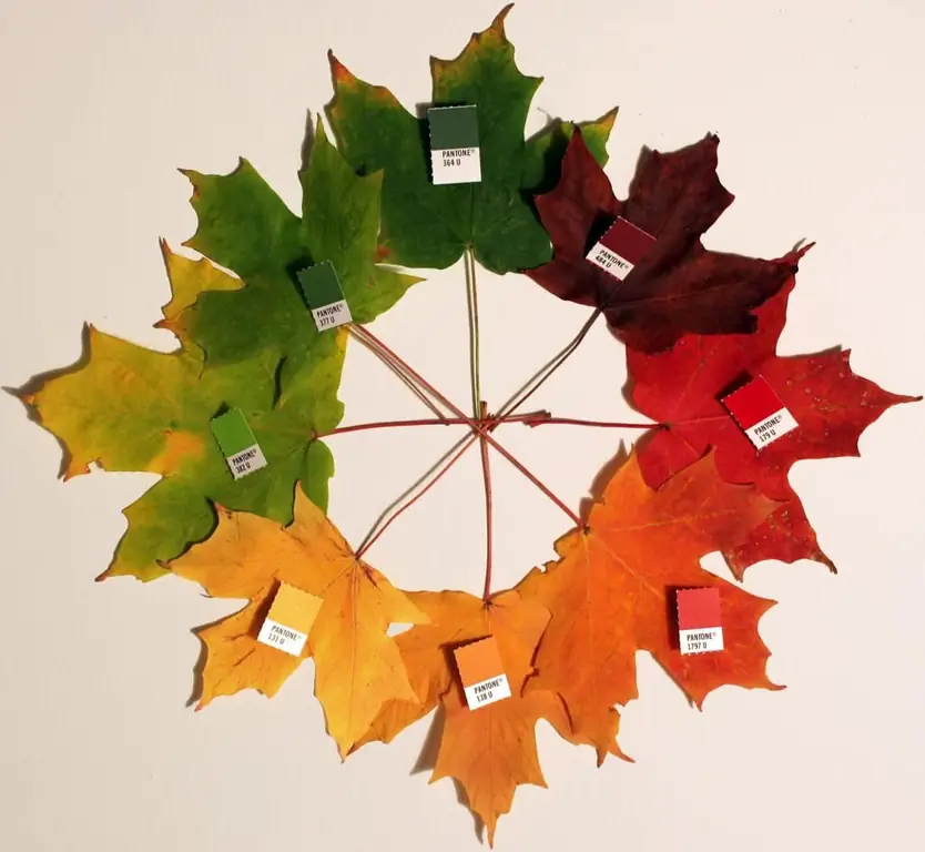 learning colors with autumn leaves