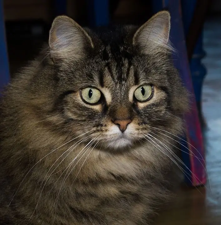 Race de chat des forêts norvégiennes : description, caractère, photo