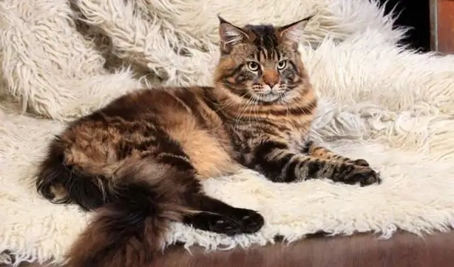 popular cat breeds in russia