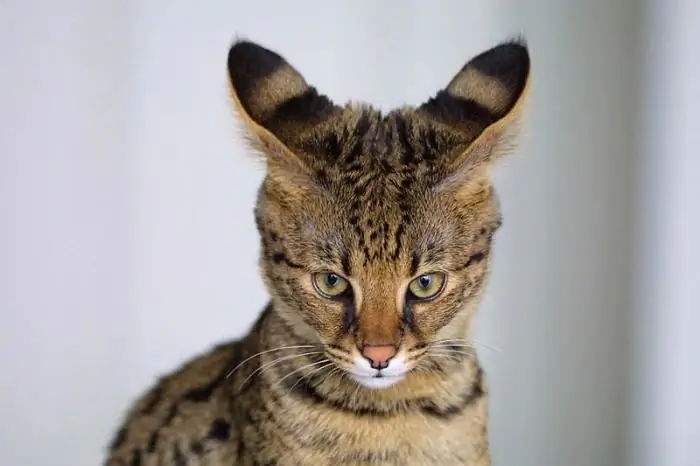 Rassen van grote katten. Namen en foto's van rassen van grote katten