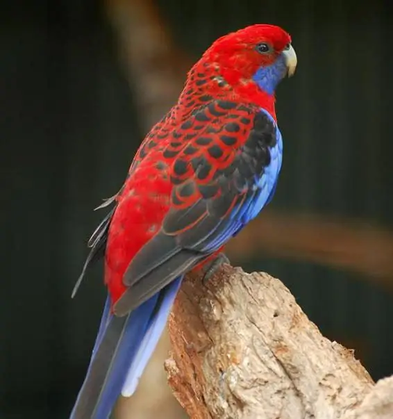 rosella merah