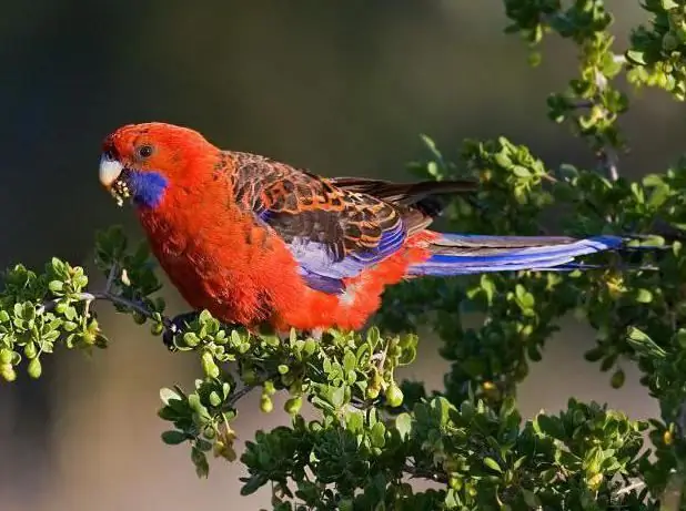 crvena rosella papiga