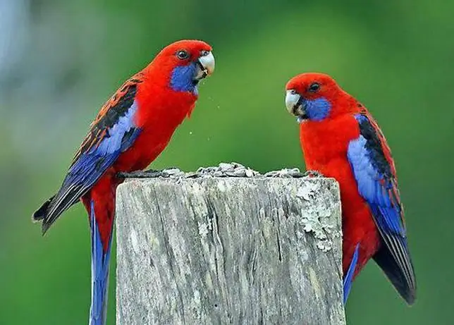 quoi ne pas nourrir un perroquet rosella rouge