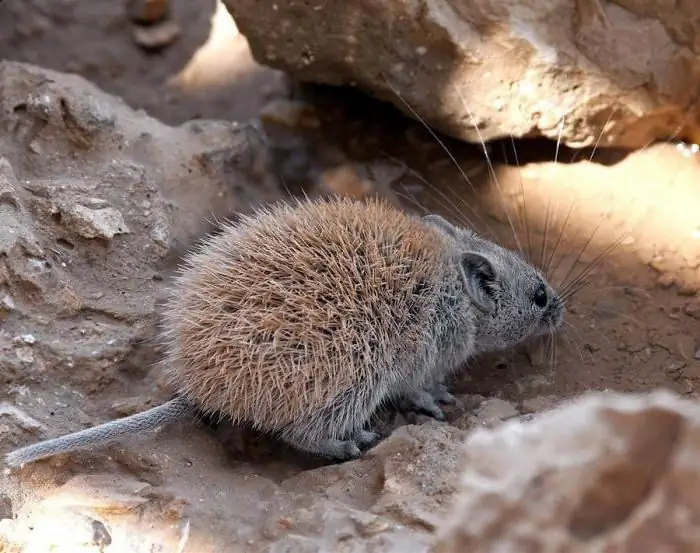 photo de souris épineuse