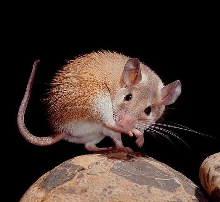 akomis spiny mouse