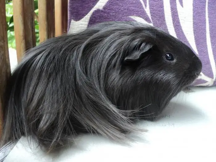 Peruvian guinea pig