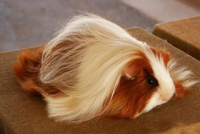 peruvian guinea pig kulungan ng aso