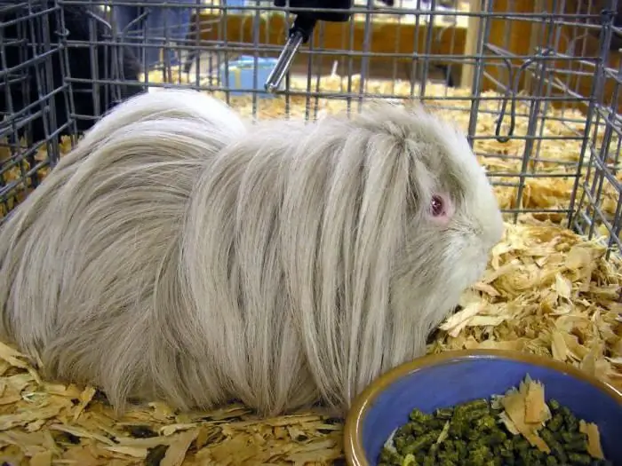 nilalaman ng guinea pig peruvian