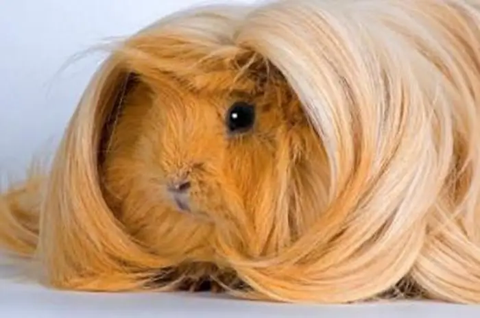 gaano katagal nabubuhay ang mga peruvian guinea pig