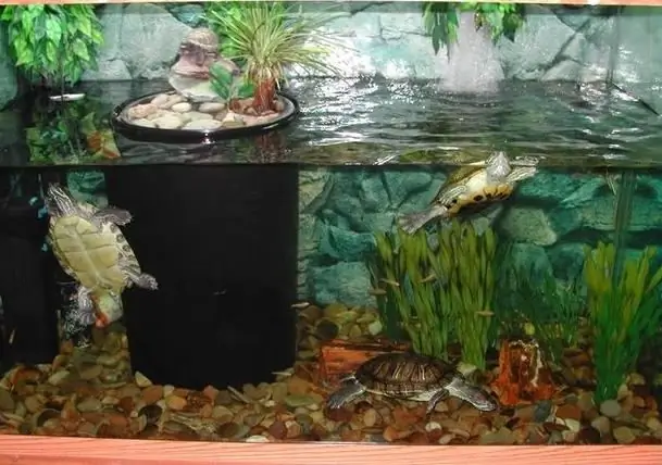 acquario di tartarughe