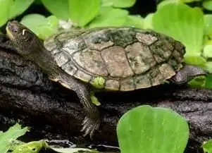 tortugues d'aigua dolça