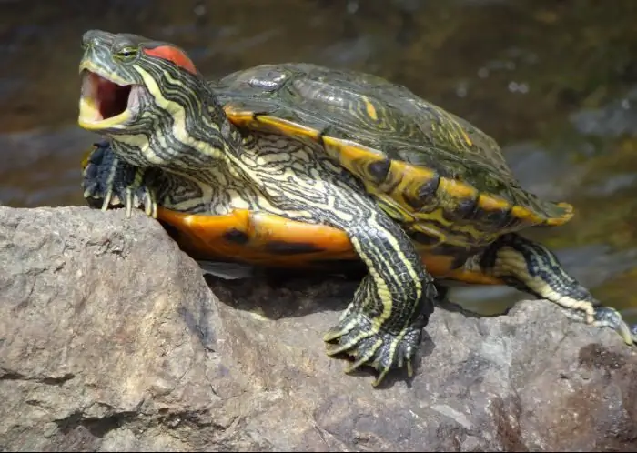 tortugues d'orelles vermelles