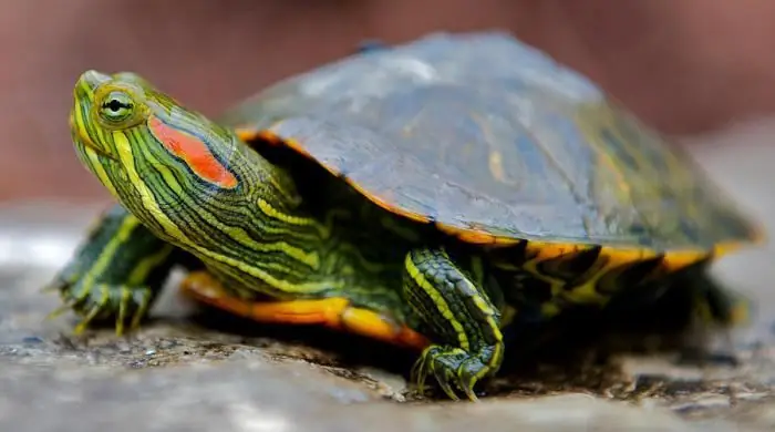 roodwangschildpad