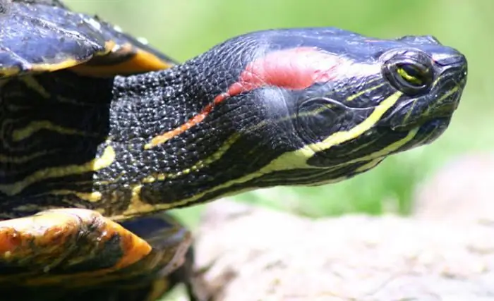 kleine roodwangschildpadden