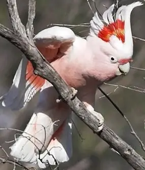 cockatoo parrot