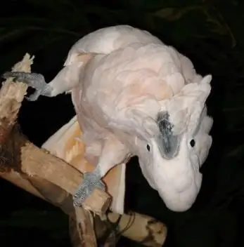 cockatoo parrot