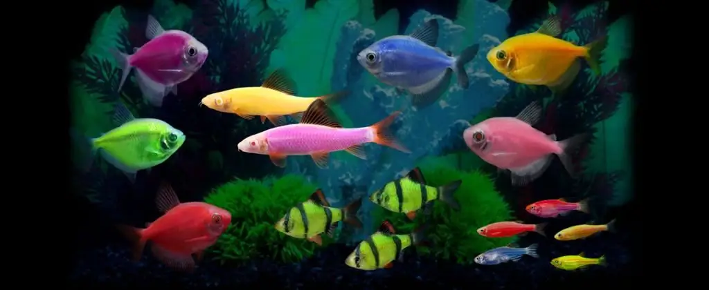 Peces luminosos de acuario: tipos, descripción, mantenimiento y cuidados