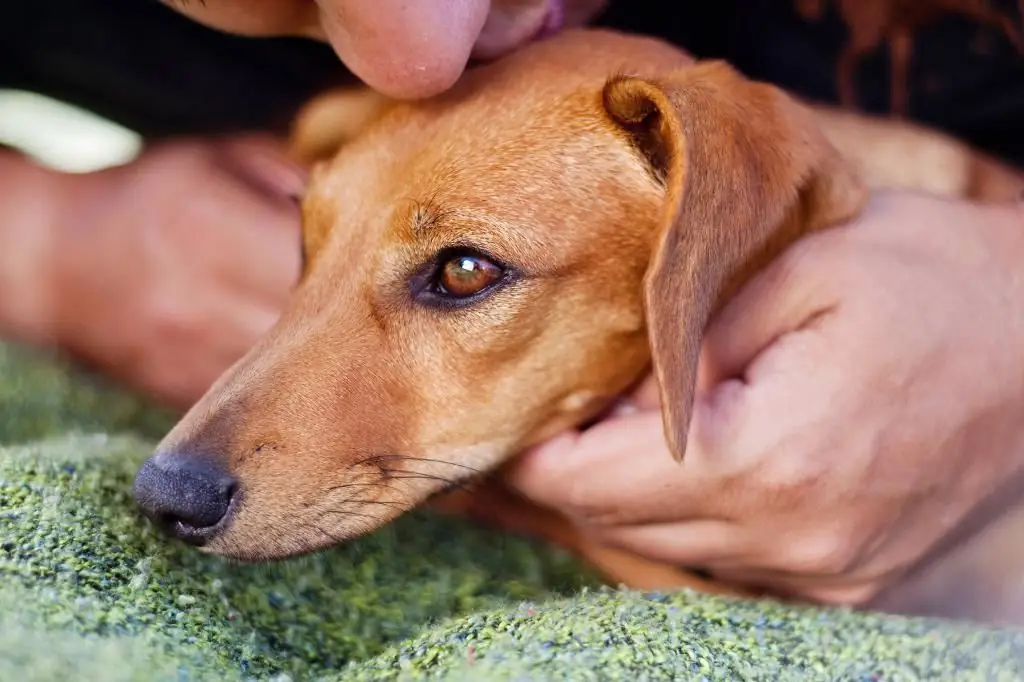 hvordan diagnostisere lungebetennelse hos en hund