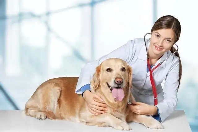 hvordan behandle en hund