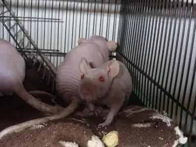 bald rat takes a shower