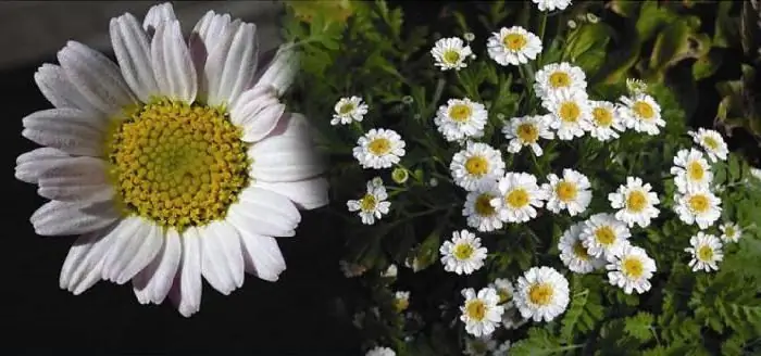 Feverfew pulber