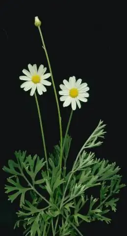 Pyrethrum pulver preis