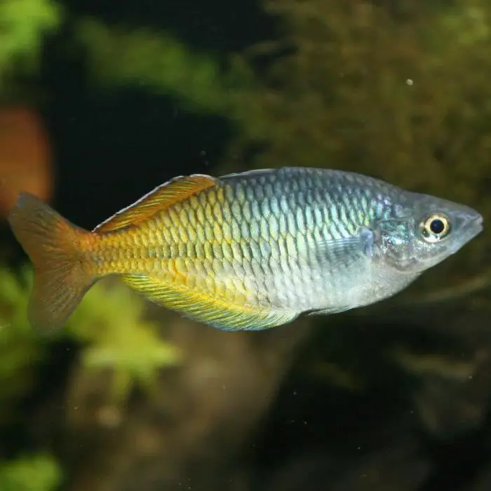 Boesman's Rainbow. նկարագրություն, բովանդակություն, բուծում և ակնարկներ