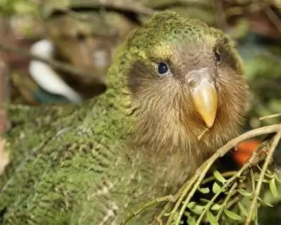 pappagallo gufo della Nuova Zelanda