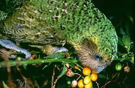 kakapo ou perroquet hibou