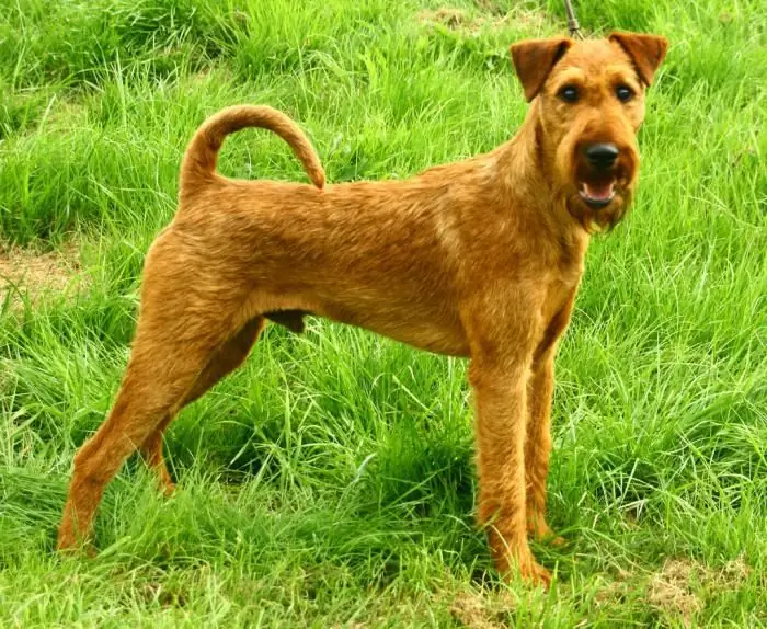 irish terrier