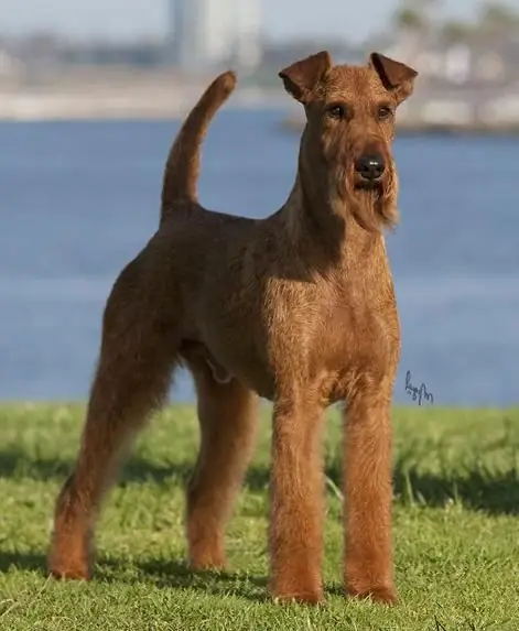 irländsk terrier pris