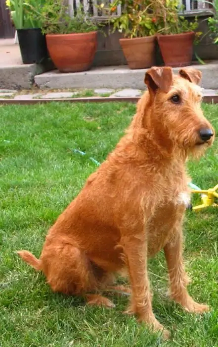 foto terrier irlandês