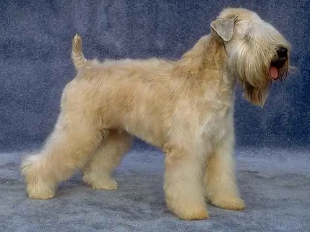 Terrier Laini-Coated ya Ireland