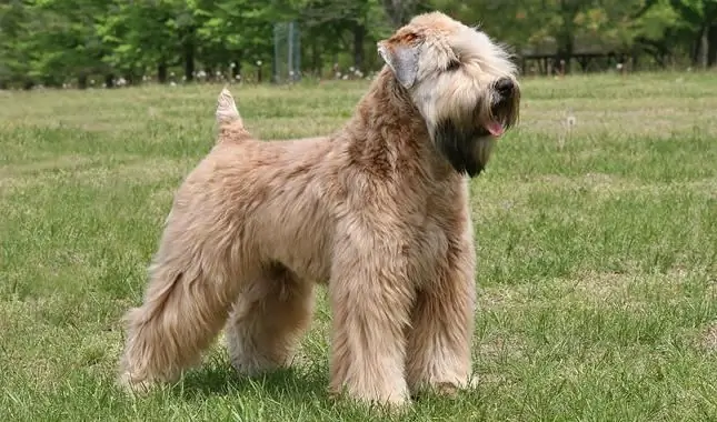 Irish Wheaten Soft coated Terrier