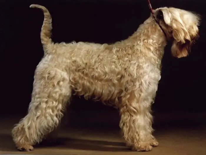 irländsk wheaten terrier