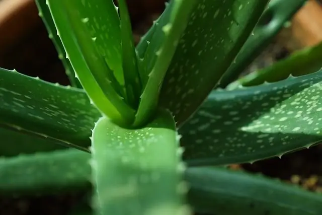 Aloe-Saft während der Schwangerschaft