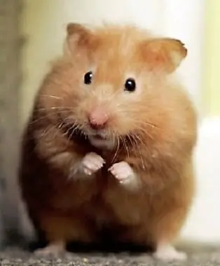 hvor lenge lever en hamster