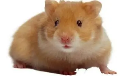 Djungarian hamster leeft