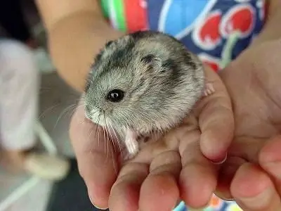 combien de temps vivent les hamsters