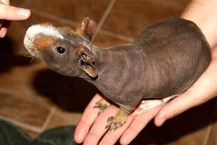 skinny guinea pigs content