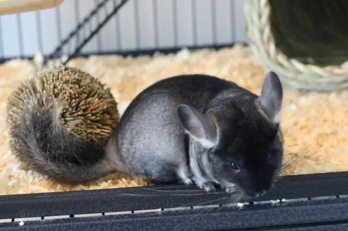 বাড়িতে chinchillas