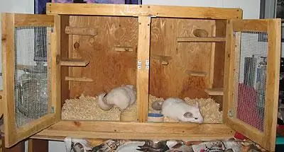 chinchillas hauv tsev