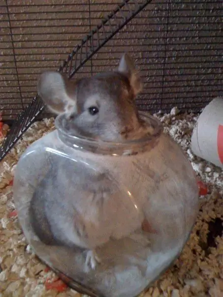 chinchilla noob