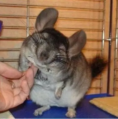 nyiaj chinchilla