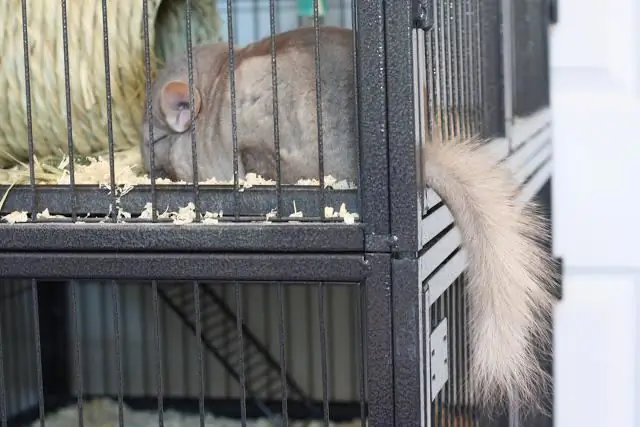 thuis chinchilla's kweken