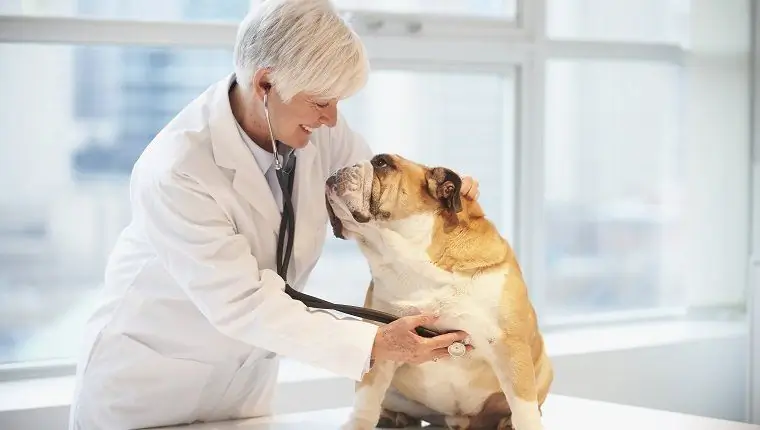 dog at the vet