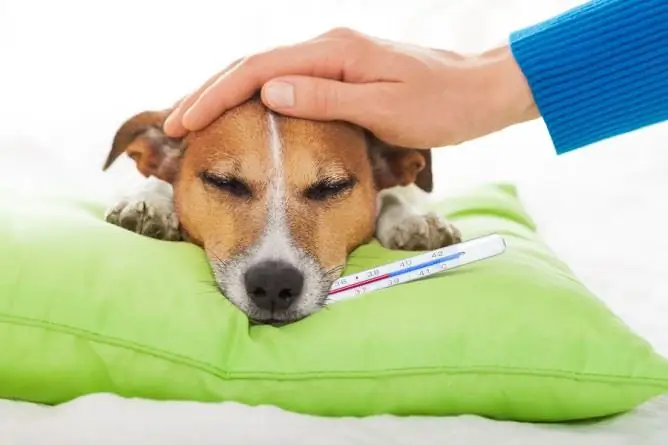 dog with thermometer