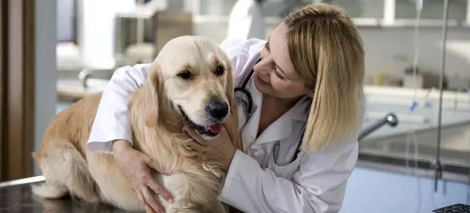 pet at the vet