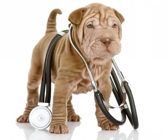 Normal temperature in dogs of small and large breeds. How to take a dog's temperature